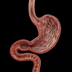 Human Stomach Low-poly 3D model