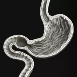 Human Stomach Sculpt 3D model