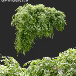 Jasmine hanging plant 3D model