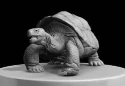 Large land turtle 3D model