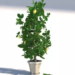 lemon tree 3D model