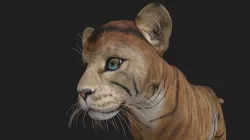 LION-029 Lion Cub 3D model