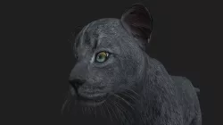 LION-031 Lion Cub 3D model