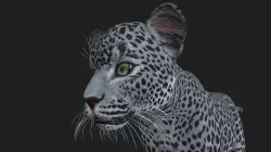 LION-032 Lion Cub 3D model