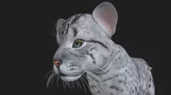 LION-035 Lion Cub 3D model