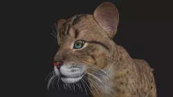 LION-036 Lion Cub 3D model
