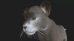 LION-038 Lion Cub 3D model