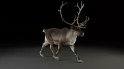 Male ReinDeer  3D model
