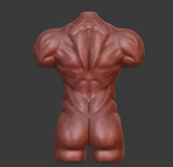 Male Torso Sculpt 3D model
