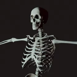 Medical Skelegon Low-poly 3D model