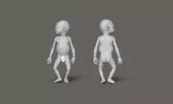 Newborn Baby Anatomy 3D model