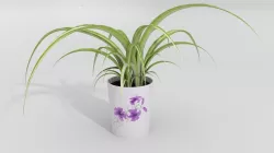 Plant Chlorophytum in ceramic pot - 3d model 3D model