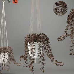 Plants in hanging pots 3D model