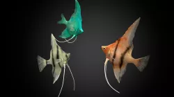 Pterophyllum Scalare Low-poly 3D model