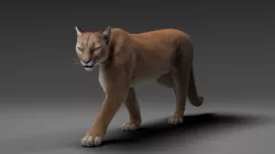 Puma- Rigging and Animation 3D model