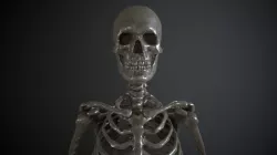 Realistic Skeleton Armature 3D model