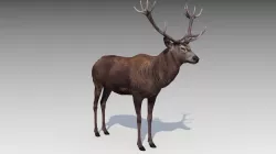 Red deer Low-poly 3D model