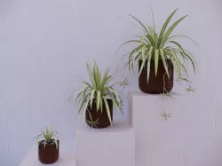 Revit Family pot plant - Three sizes- High quality 3D model 3D model