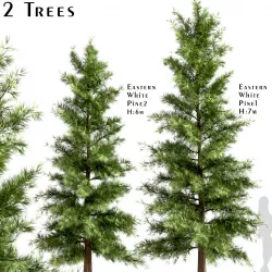 Set of Eastern White Pine or Pinus Strobus Trees - 2 Trees 3D model