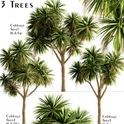 Set of New Zealand Cabbage or Cordyline Australis - 3 Trees 3D model