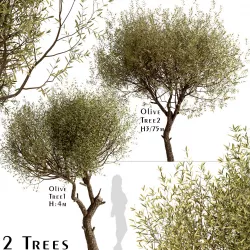 Set of Olive or Olea Europaea Trees - 2 Trees 3D model