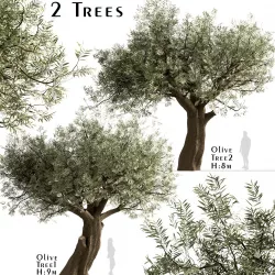 Set of Olive or Olea Europaea Trees - 2 Trees 3D model