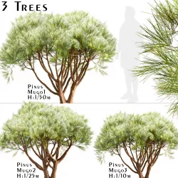 Set Of Pinus Mugo or Creeping Pine Trees  - 3 Trees 3D model