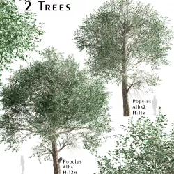 Set of Populus Alba or White Poplar Trees - 2 Trees 3D model