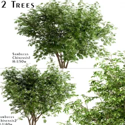 Set of Sambucus Chinensis or Chinese Elderberry Trees - 2 Tree 3D model