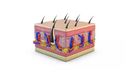 Skin Cross Section 3D model