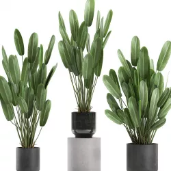 Strelitzia in a pot for the interior 738 3D model