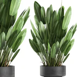 Strelitzia in a pot for the interior 739 3D model