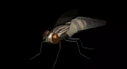 Striped fly 3D model