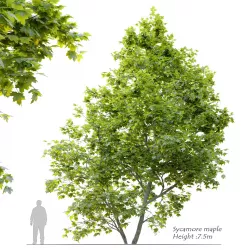 Sycamore maple 2 3D model