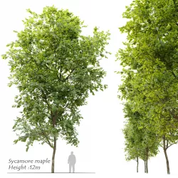 Sycamore maple- Acer pseudoplatanus 3D model