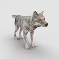 Wolf Model 3D model