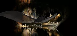 bat flying 3D model