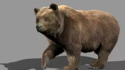 Bear braun 3D model