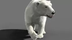 Bear Polar 3D model