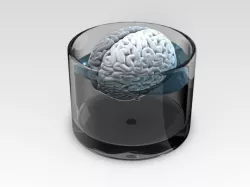 Brain 3D model