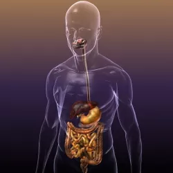 Digestive System in a Human Body 3D model