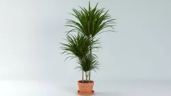 Dracaena Marginata Plant 3D model