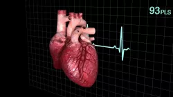 Human heart  animated 3D model