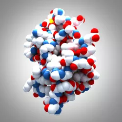 Leptin Protein 3D model
