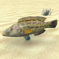 Lumbrak - Symphodus Tinca Low-poly  3D model