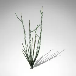 Ocotillo 3D model