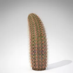 Rainbow Cactus 3D model