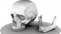 SKULL 3D model