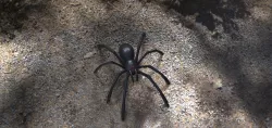 Tarantula 3D model