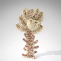 Teddy Bear Cholla 3D model